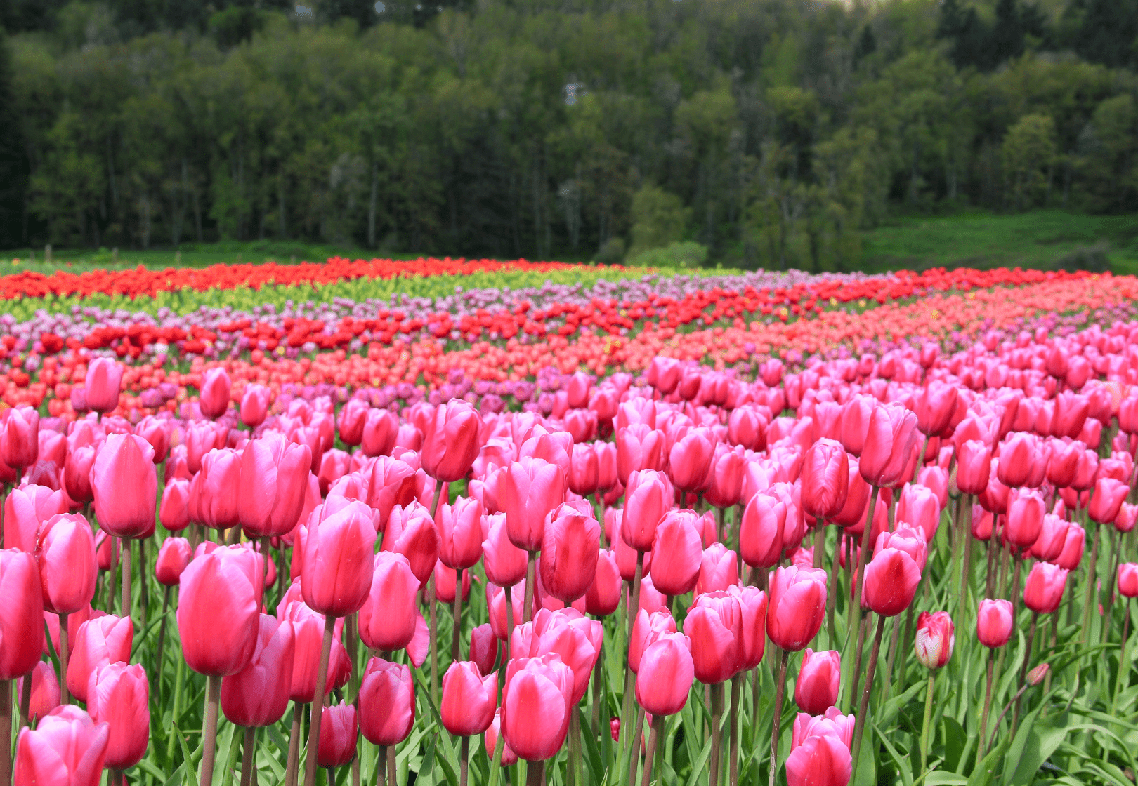 Tulips in a field in the Fraser Valley
