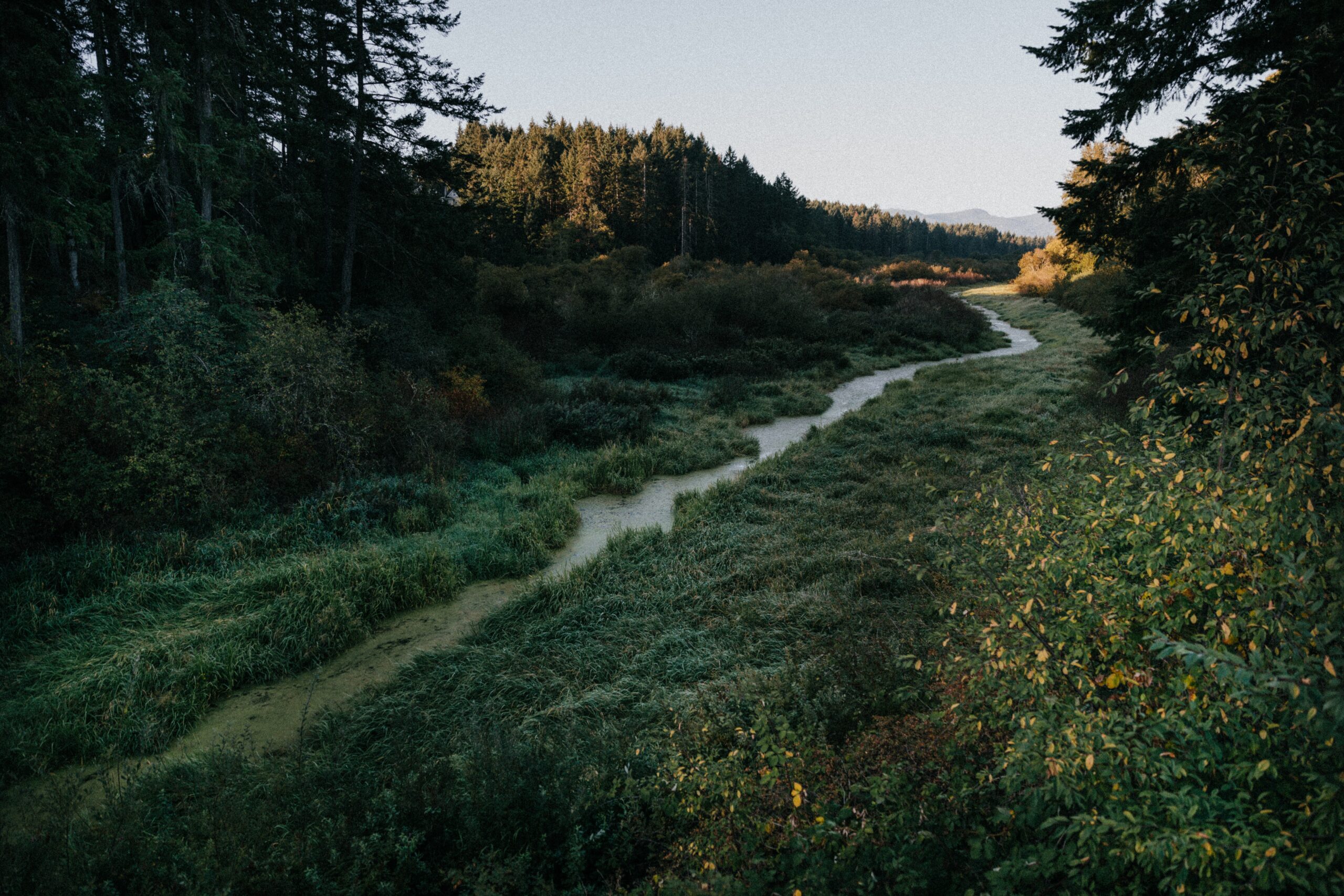 Green landscape with small rive and dense forest.