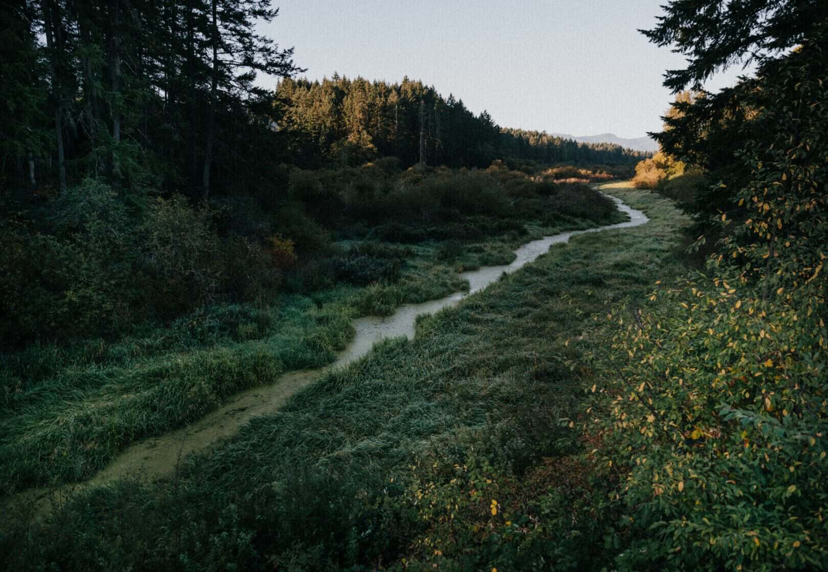 field at golden hour