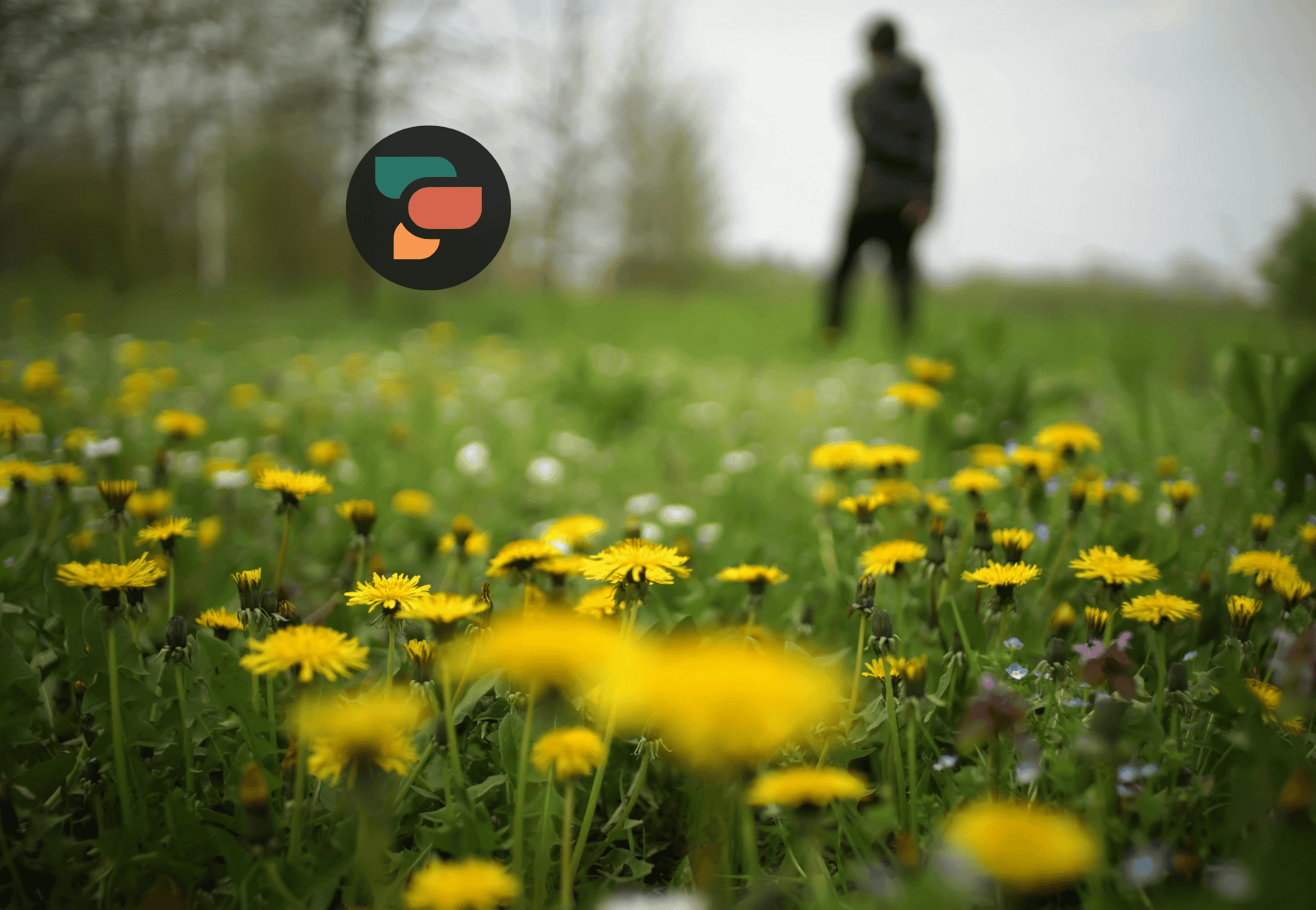 Field of dandelions with a person standing in the distance.